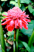 Pink Bloom, Laos jungle